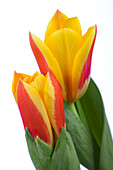 Tulipa kaufmanniana Stresa