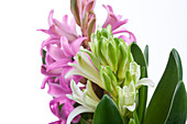 Hyacinthus orientalis pink