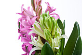 Hyacinthus orientalis, rosa