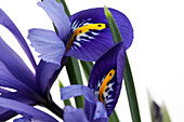Iris versicolor, blue