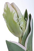 Tulipa 'Silver Parrot'