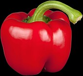 Capsicum annuum