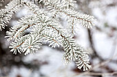Abies with hoarfrost