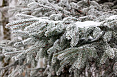 Abies nordmanniana mit Raureif