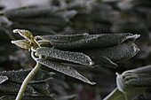 Rhododendron