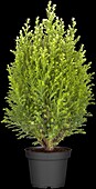 Chamaecyparis lawsoniana 'Snow White'®