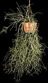 Rhipsalis pilocarpa