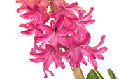 Hyacinthus orientalis 'Jan Bos'