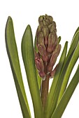 Hyacinthus Jan bos