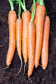 Daucus carota var. sativus