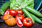 Cucumis sativus, Solanum lycopersicum, Cucurbita pepo subsp. pepo convar. giromontiina