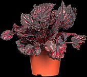 Begonia rex 'Magic Colour
