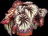 Begonia rex 'Magic Colour'