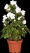 Rhododendron simsii, white