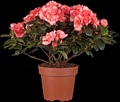 Rhododendron simsii, salmon pink