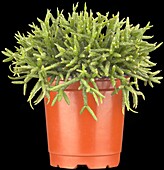 Rhipsalis pilocarpa