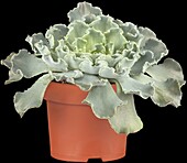 Echeveria