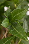 Hedera helix