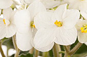 Saintpaulia ionantha, white