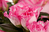 Rhododendron simsii, zweifarbig