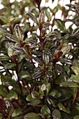 Rhododendron japonica canzonetta