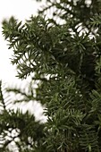 Chamaecyparis thyoides