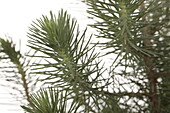 Pinus pinea silver crest
