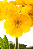 Primula elatior, yellow