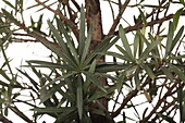 Podocarpus nivalis