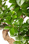 Ficus microcarpa