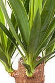 Yucca elephantipes