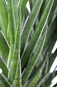 Sansevieria