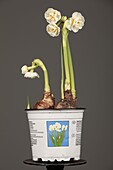 Narcissus 'Bridal Crown'