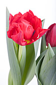 Tulipa 