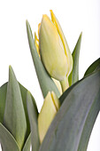 Tulipa