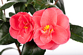 Camellia japonica, pink