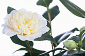 Camellia japonica