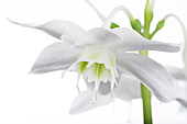 Eucharis grandiflora