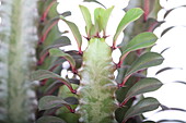 Euphorbia Su Trigona
