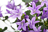 Campanula portenschlagiana 'Get Mee'®