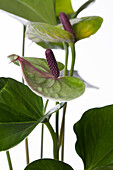 Anthurium x andreanum