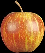 Malus domestica 'Rubinette'®