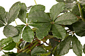 Cissus rhombifolia 'Manda's Compacta'.