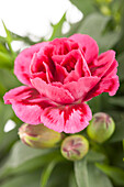 Dianthus caryophyllus 'Oscar'® Purple Wings