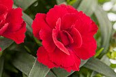 Dianthus caryophyllus 'Oscar'® Cherry