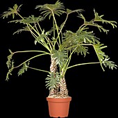 Philodendron bipinnatifidum 'Xanadu'