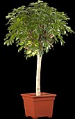 Schefflera arboricola