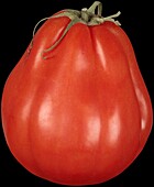 Meat tomato