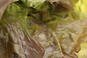 Oakleaf lettuce