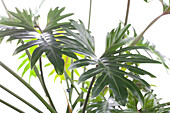 Philodendron bipinnatifidum 'Xanadu'